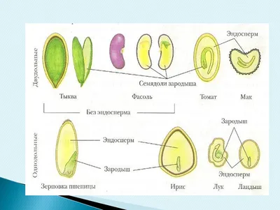 Органические Семена И Плоды Клещевины Ricinus Communis — стоковые  фотографии и другие картинки Альтернативная медицина - iStock