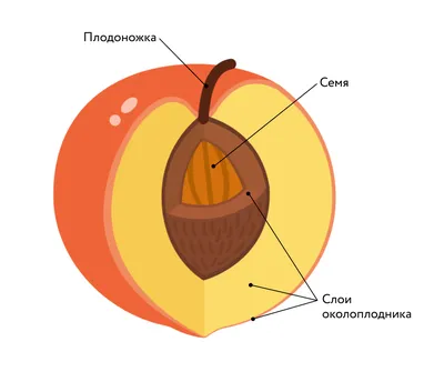 Семя и плод: строение и значение • Биология, Растения и грибы • Фоксфорд  Учебник