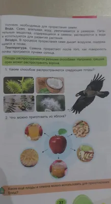 Томаты Семена Алтая СибирСад1 - купить по выгодным ценам в  интернет-магазине OZON (882744612)