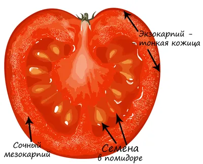 Плоды и Семена купить :: Пряна Хата