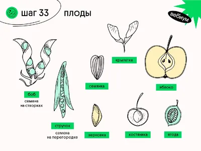 Семена Томат Солнцедар (раннеспелый, детер, 200 гр, желтый) купить по  низкой цене - Галамарт