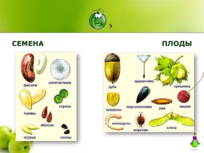 Плоды и семена - презентация онлайн