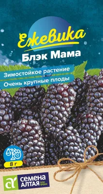 Плоды и семена кактусов фото когда вызревают гимнокалициум маммилярия  ребуция / КАКТУСЁНОК.РУ