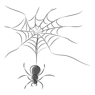 рисунок черно белое изображение паука с веб цветом PNG , рисунок паука,  цветной рисунок, черно белый рисунок PNG картинки и пнг рисунок для  бесплатной загрузки