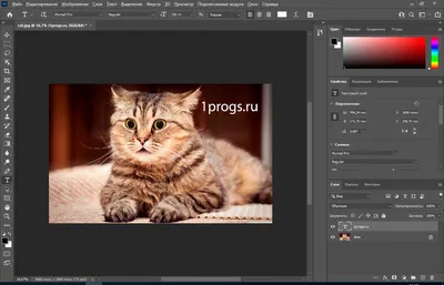 Adobe просит пользователей не обновляться до macOS Catalina