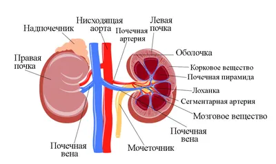 Рак почки: симптомы, причины, диагностика и лечение