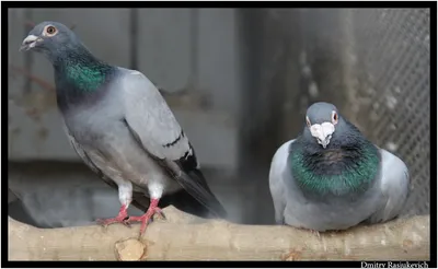 Почтовый голубь - русский язык как иностранный | Dove pictures, White  pigeon, Dove flying