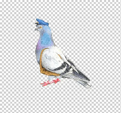 Почтовый голубь | Homing pigeon - 3D model by darwinmuseum.ru  (@darwinmuseum.ru) [a7746d2]