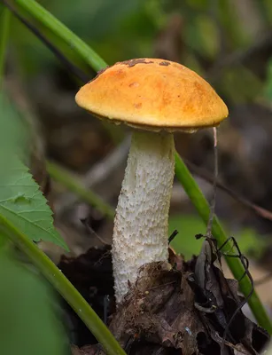 Подосиновик белоножковый (Leccinum albostipitatum) – Грибы Сибири