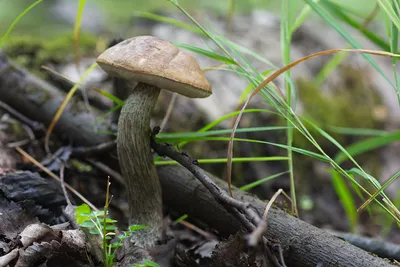 Подберёзовик дымчатый (Leccinum schistophilum) – Грибы Сибири