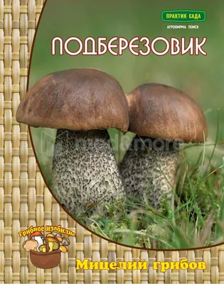 Белый гриб подберезовик подосиновик (много фото) - treepics.ru