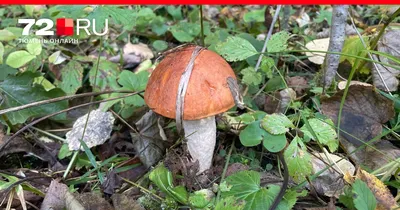 Подберёзовик разноцветный (Leccinum variicolor) – Грибы Сибири [Вложение:  7430]