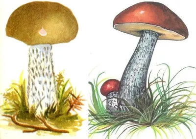 Основные виды подберезовиков — что вкусненького поискать в лесу | Азбука  огородника | Дзен