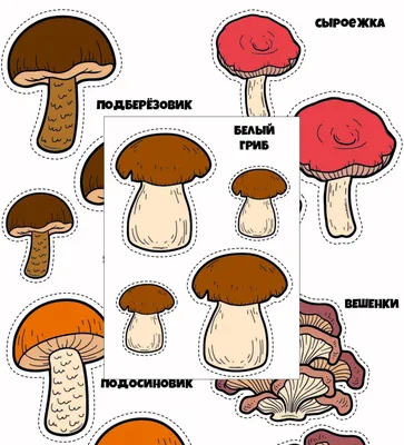 РАЗВИТИЕ РЕБЕНКА: Детям о Грибах