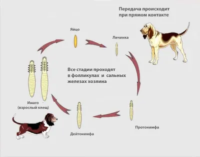 Подкожный клещ на лице картинки фотографии