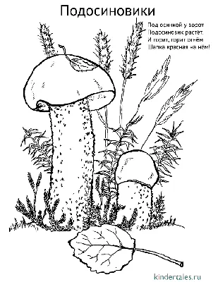 Съедобные грибы Подосиновики» раскраска для детей - мальчиков и девочек |  Скачать, распечатать бесплатно в формате A4
