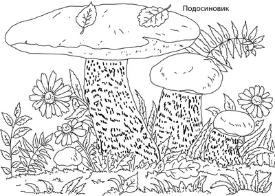 Раскраски Раскраска Гриб подосиновик , Раскраски .