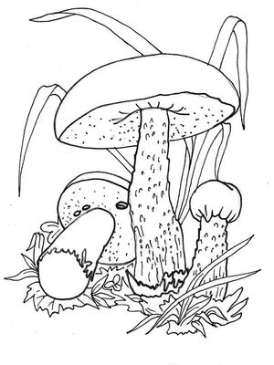 Раскраски Подосиновик. Скачать или распечатать раскраски Подосиновик