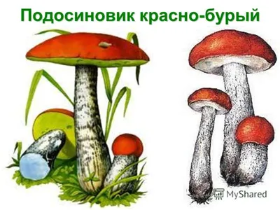 Книжка-раскраска Для Детей. Съедобные Грибы, Подосиновики Клипарты, SVG,  векторы, и Набор Иллюстраций Без Оплаты Отчислений. Image 60596718