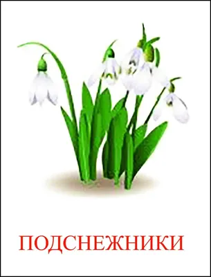 Картинка Подснежник распечатать в формате A4 для детей | RaskraskA4.ru