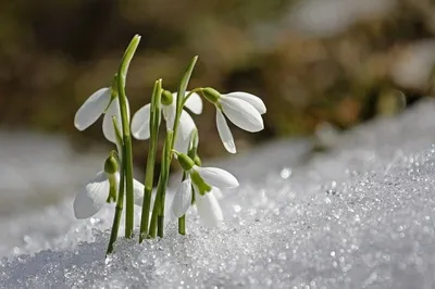 Подснежник белоснежный / Galanthus nivalis - Луковицы Подснежников - купить  недорого подснежники в Москве в интернет-магазине Сад вашей мечты