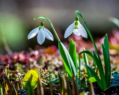 История про подснежник – блог Leto Flowers