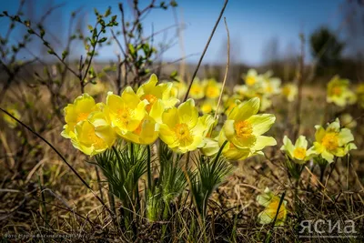 подснежники появились первые весенние цветы Стоковое Фото - изображение  насчитывающей лепестки, флора: 225947170
