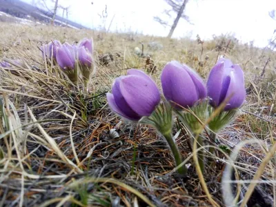 Солнечные подснежники распустились в Хабаровском крае (ФОТО) — Новости  Хабаровска