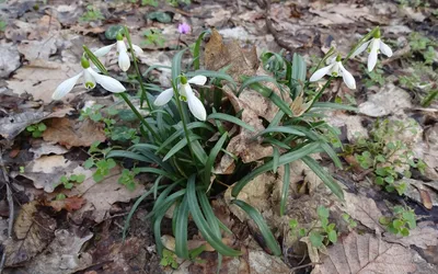 Galanthus Nivalis подснежник в саду Стоковое Фото - изображение  насчитывающей культивирование, цветок: 215582632