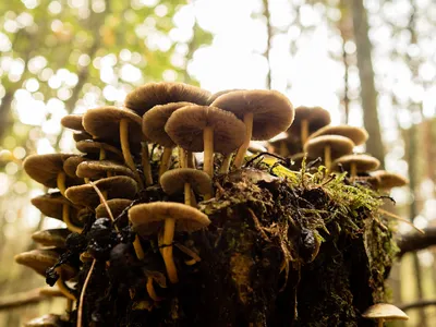 Бледная поганка или шампиньон лесной: в сети выясняют вид гриба с Обуховщины