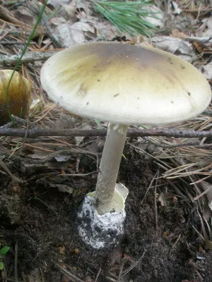 Найдено противоядие для самого ядовитого в мире гриба — бледной поганки -  Зелёная палатка