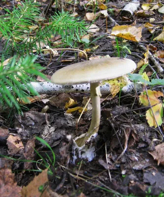 Бледная поганка: описание ядовитого гриба, где растет, что делать при  отравлении