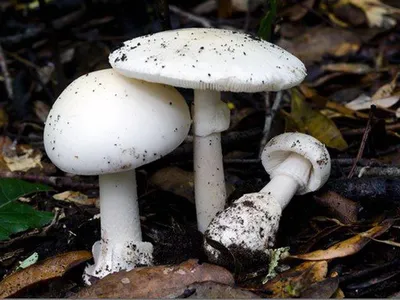 Белая поганка гриб (67 фото) - 67 фото