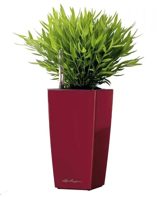 Картинка Погонатерума: растение с необычной формой цветка