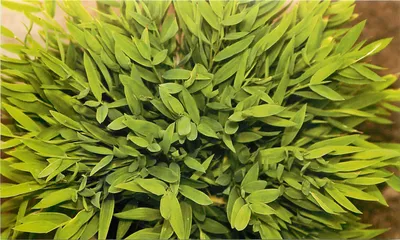 Изображение Погонатерума: экзотическое растение с необычными листьями