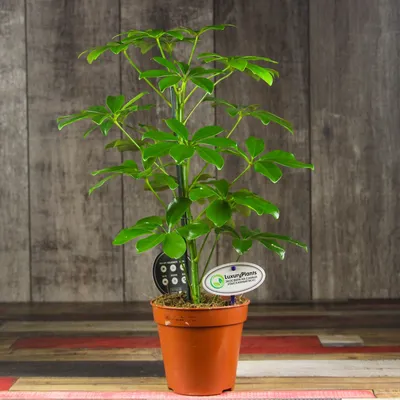 Фотография Погонатерума: растение с необычным рисунком на листьях