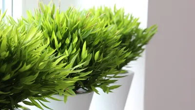 Картинка Погонатерума: экзотическое растение для дома