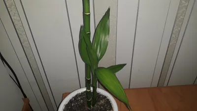 Фото Погонатерума: растение с необычным цветком