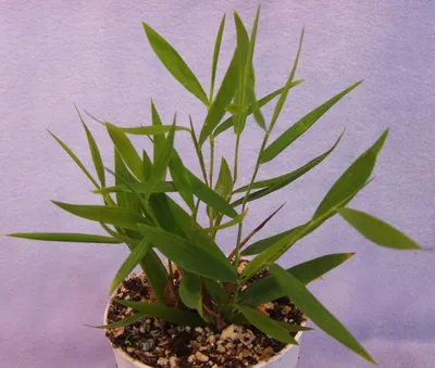 Картинка Погонатерума: растение с необычной текстурой листьев