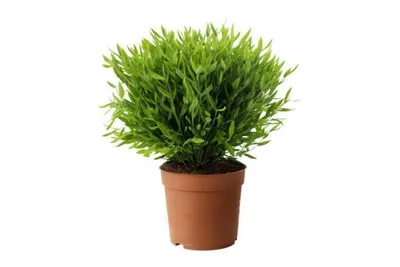 Изображение Погонатерума: растение с необычной формой роста
