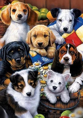 Картинки собак и собачек - скачать бесплатно | Cute dog clothes, Cat  clothes, Dog clothes