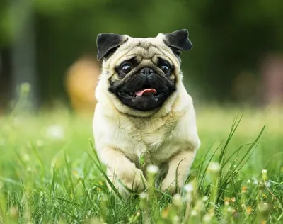 Луговая собачка сидит на грязи, фотографии луговых собачек фон картинки и  Фото для бесплатной загрузки
