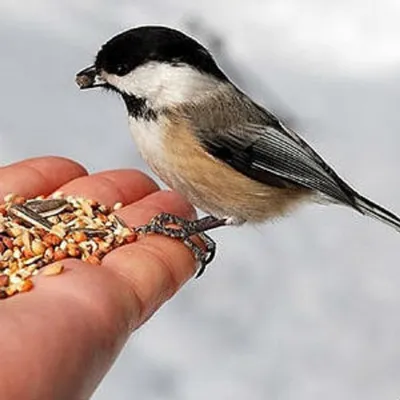 Покормите птиц! - Приокско-Террасный государственный природный биосферный  заповедник