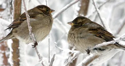 Покормите птиц зимой! | Пикабу