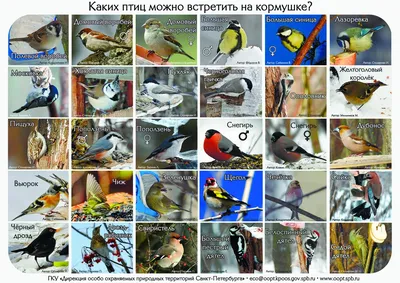 Покормите птиц зимой, ГБОУ Школа № 1582, Москва