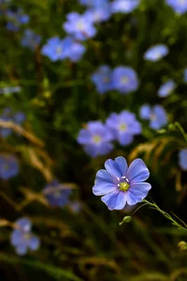 Лен, полевые цветы | Plants, Garden