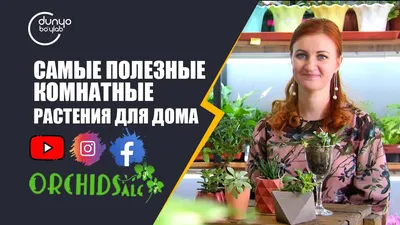 Какие домашние расстения любят тень - полезные статьи о садоводстве от  Agro-Market