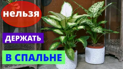 Как подобрать комнатные цветы для дома — читати повністю текст статті на  УкрЛіб