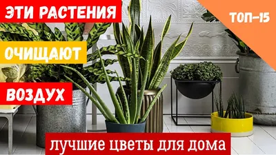 Цветы, которые ни в коем случае нельзя держать дома | Новости Гомеля