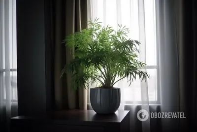 5 растений, которые приносят в дом счастье — а у вас они есть? | myDecor